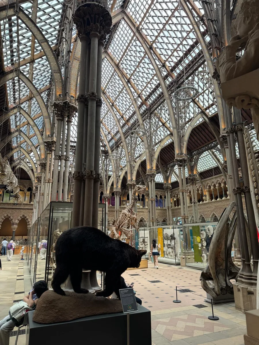 A bear specimen in front of decorated stone pillars and the glass roof in the great court of the Oxford University Museum of Natural History