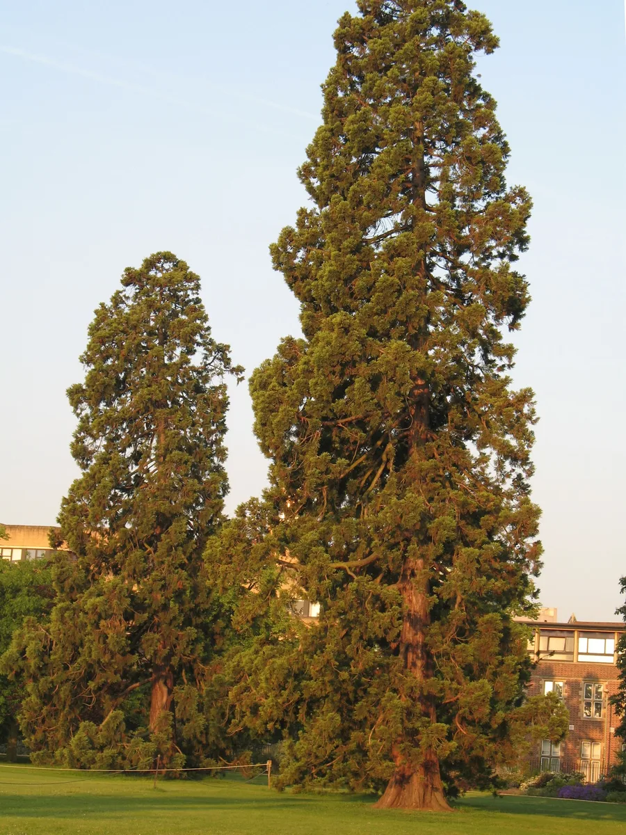 North Walk, University Parks — Wellingtonias and a record-tall elm — Walk, North Oxford, Oxford