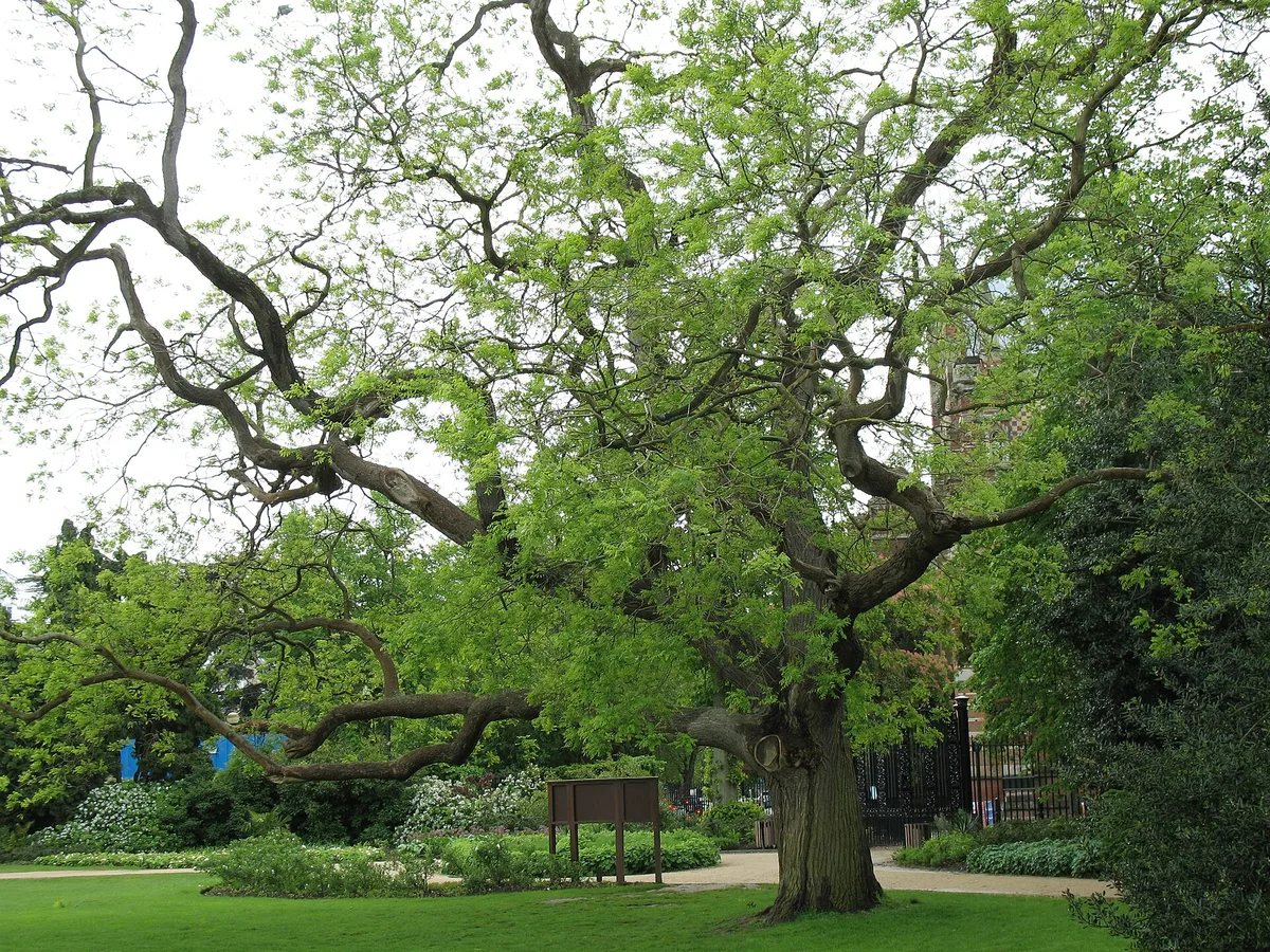 West Walk, University Parks — a Japanese Pagoda Tree planted 1888 — Walk, North Oxford, Oxford
